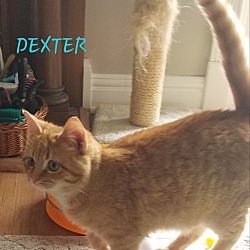 Thumbnail photo of DEXTER #1