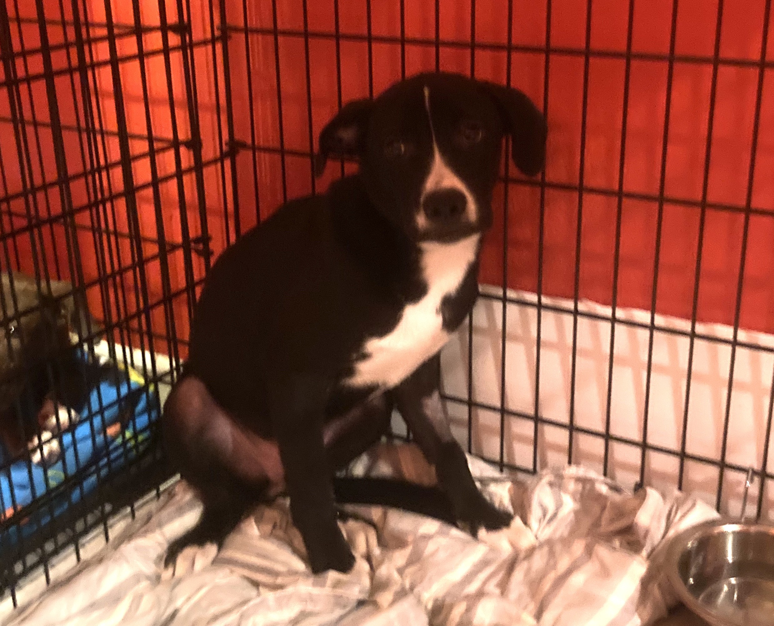 Adopt Texas a Black - with White Labrador Retriever ...