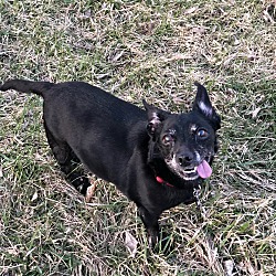 Photo of Ginger