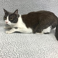 adopt-pet