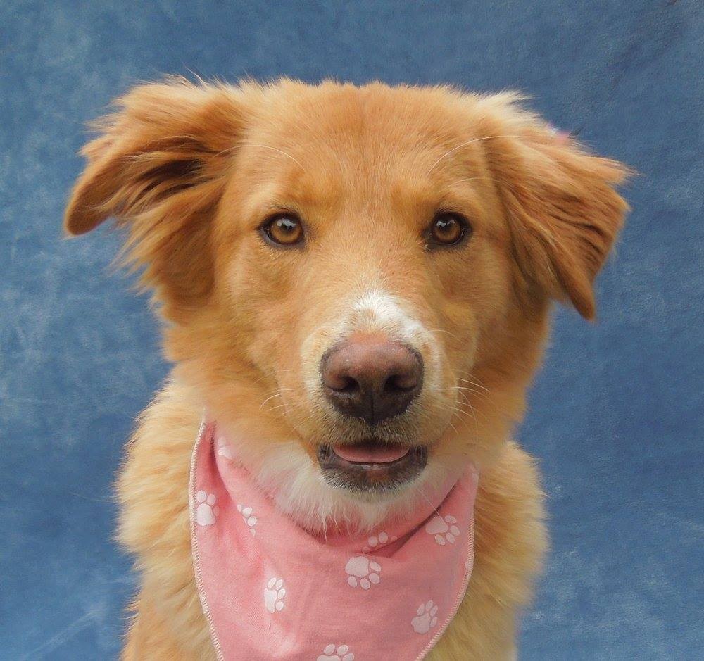 Charlotte Nc Golden Retriever Meet Daisy A Pet For Adoption