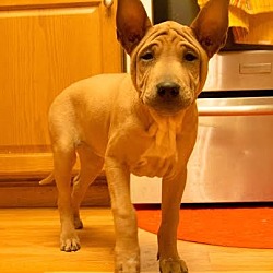 Shar pei ridgeback puppies clearance