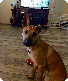 Hialeah Fl Belgian Malinois Meet Max A Pet For Adoption