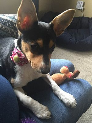 toy fox terrier for adoption near me