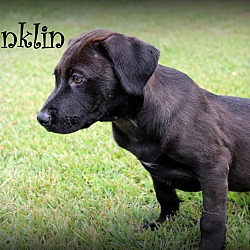 Thumbnail photo of Franklin ~meet me! #2