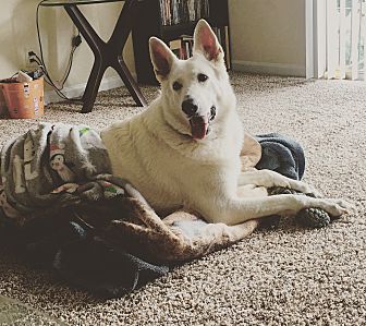 Adopt A Pet Petsmart Charities