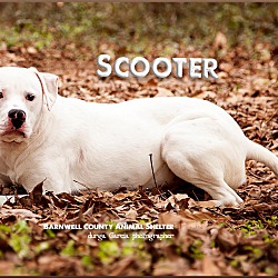 Thumbnail photo of Scooter #2