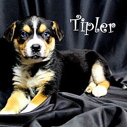 Thumbnail photo of Tipler~adopted! #1