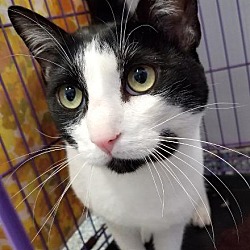 Community Humane Shelter Of Steuben County In Angola Indiana