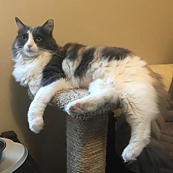 Maine Coon Kittens For Sale Adoptapet Com