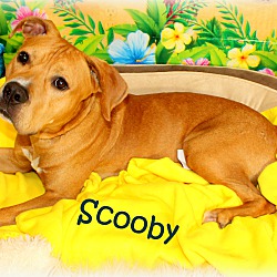 Thumbnail photo of Scooby~adopted! #3