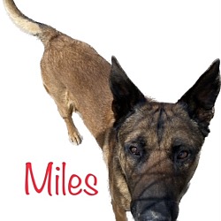 Photo of Miles
