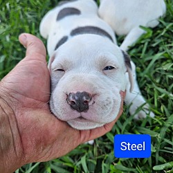Photo of Steel
