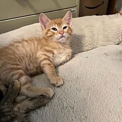 Photo of Rascal (Hannah)