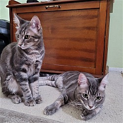 Photo of Pico and Leo/bonded pair