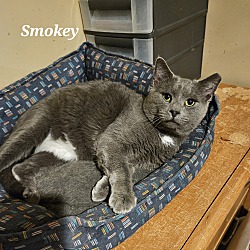 Thumbnail photo of Smokey #2