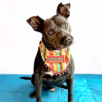 adopt a pet