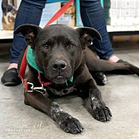 adopt a pet