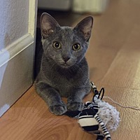 adopt a pet