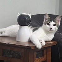 adopt a pet
