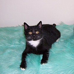 Thumbnail photo of NOEL - 10 wk kitten #4