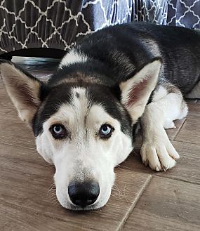 Adopt A Pet Petsmart Charities
