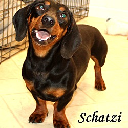 Thumbnail photo of Schatzi~adopted! #1