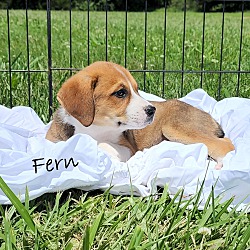 Thumbnail photo of Fern~adopted! #3