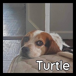 Thumbnail photo of Turtle #3