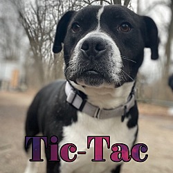 Photo of Tic-Tac