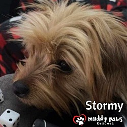 Thumbnail photo of Stormy (Courtesy Post) - No Longer Accepting Applications #2
