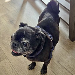 bonded pet photo