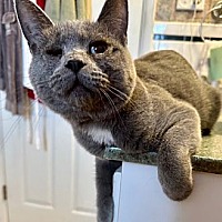 adopt a pet