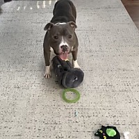 adopt a pet