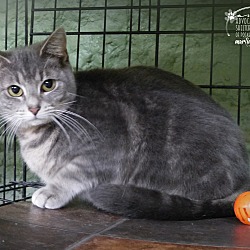 Thumbnail photo of Cherie--RESCUED! #3