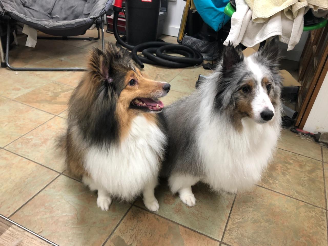 Bellingham Wa Sheltie Shetland Sheepdog Meet Teddy And