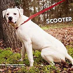 Thumbnail photo of Scooter #1