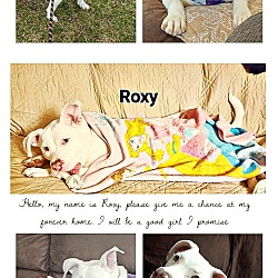 Thumbnail photo of Roxy #4