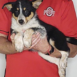 Photo of Chief