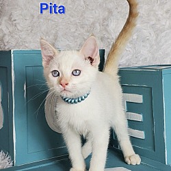 Photo of Pita