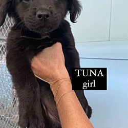 Thumbnail photo of Tuna #1