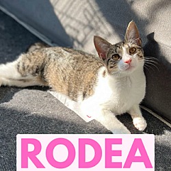 Thumbnail photo of Rodea #3