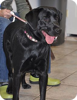 Colorado Springs, CO - Labrador Retriever. Meet Lilly a ...