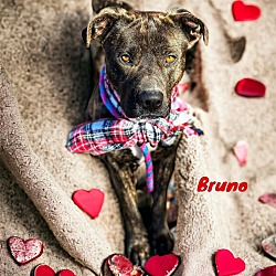 Thumbnail photo of Bruno #1