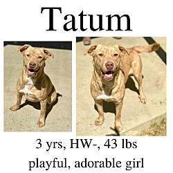 Photo of Tatum