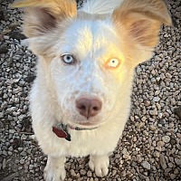 adopt-pet