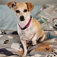 adopt-pet