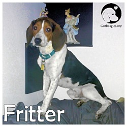 Thumbnail photo of Fritter #4