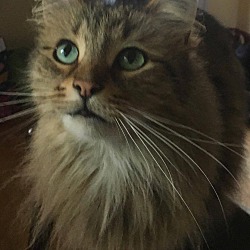 Maine Coon Kittens For Sale In Michigan Adoptapet Com