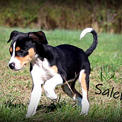 Thumbnail photo of Salem~adopted! #2